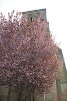 Cjp_2010_04_14_115838 (1).jpg